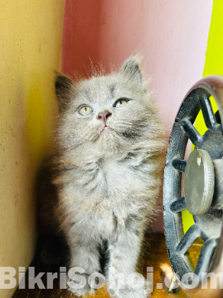 Pursian cat